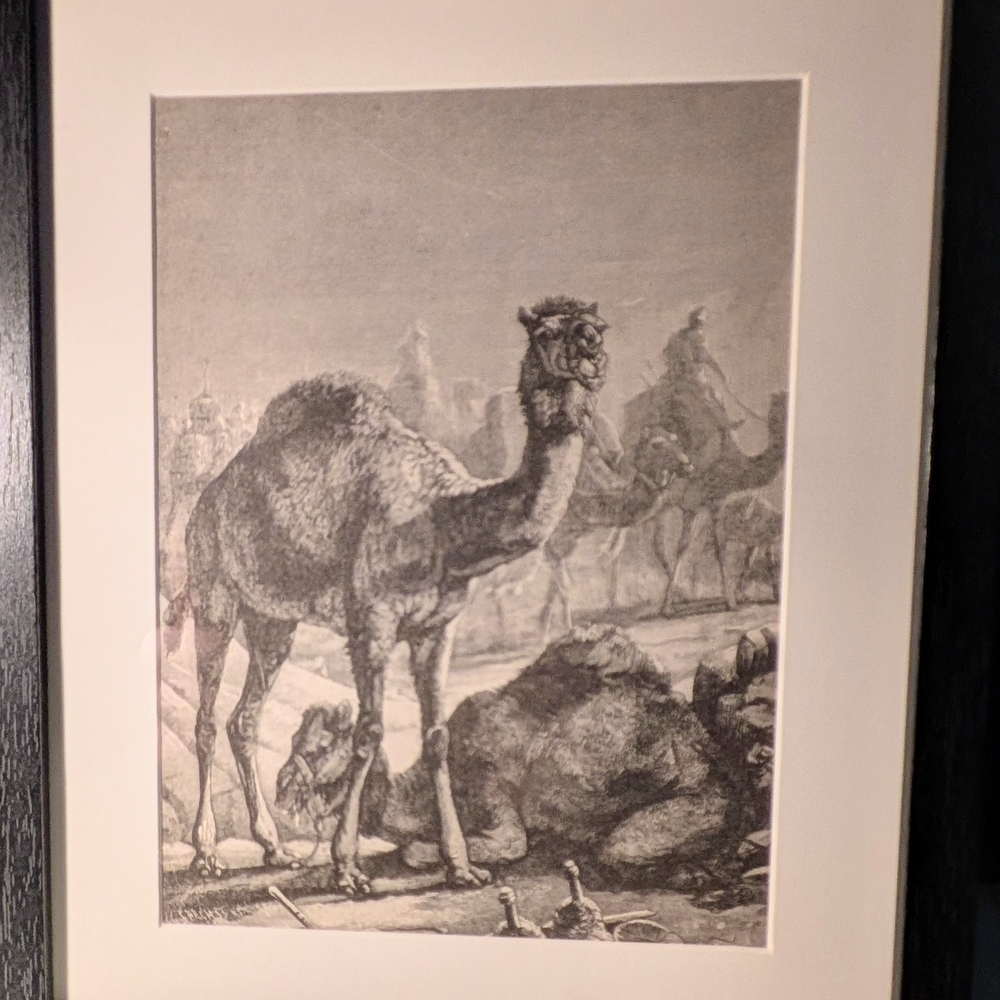 Vintage Camel Sketch Framed Art Print.  127 Years Old Recycled From A Book.